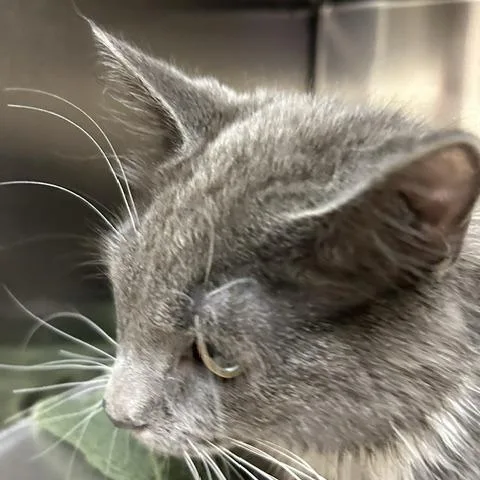A young medium-sized male Gray / Blue / Silver Domestic Long Hair cat named Snowball for adoption in Springfield, MA