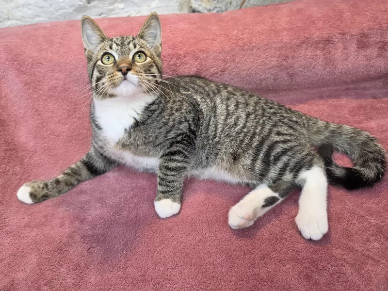 A baby medium-sized male Tabby (Brown / Chocolate) Domestic Short Hair cat named Flynn for adoption in Avon Lake, OH