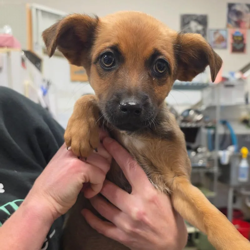 A baby small-sized female Brown / Chocolate Mixed Breed dog named Gladys for adoption in Bismarck, ND