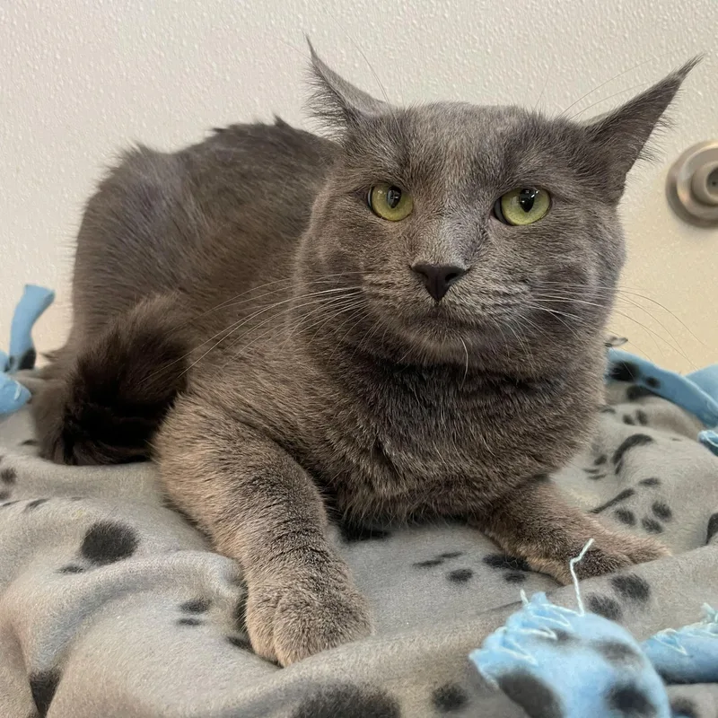 A young medium-sized male Gray / Blue / Silver Domestic Short Hair cat named Mr. Grey for adoption in Rochester, MN