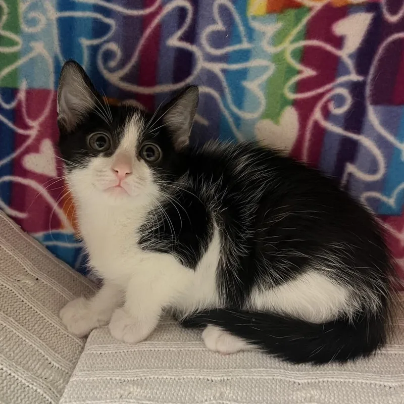 A baby small-sized male Black Domestic Short Hair cat named Smee for adoption in Naples, FL