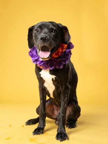 An adult large-sized male Mixed Breed dog named Slip n Slide for adoption in Atlanta, GA