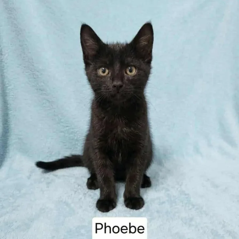 A baby medium-sized female Black Bombay cat named Phoebe for adoption in Wyandotte, MI