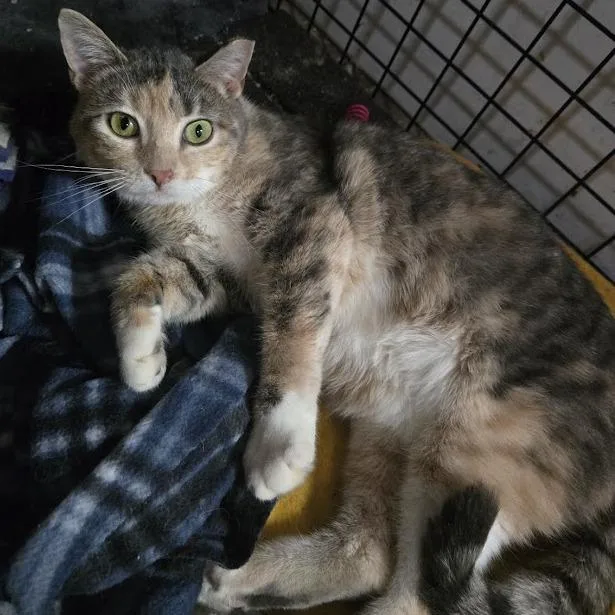An adult small-sized female Calico Domestic Short Hair cat named Squirt for adoption in Sioux Falls, SD