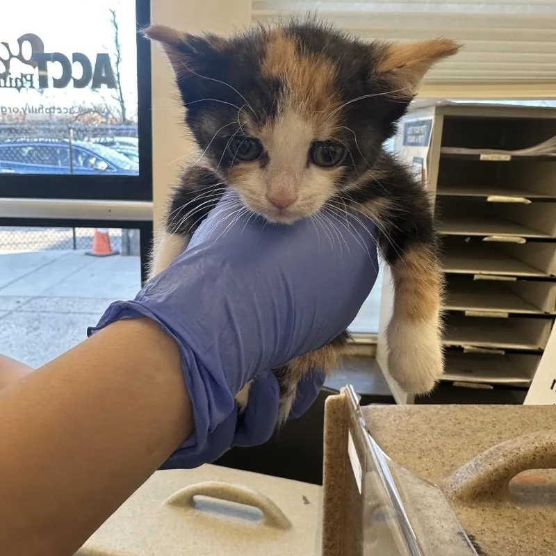 A baby small-sized female Calico Domestic Short Hair cat named Tico for adoption in Philadelphia, PA