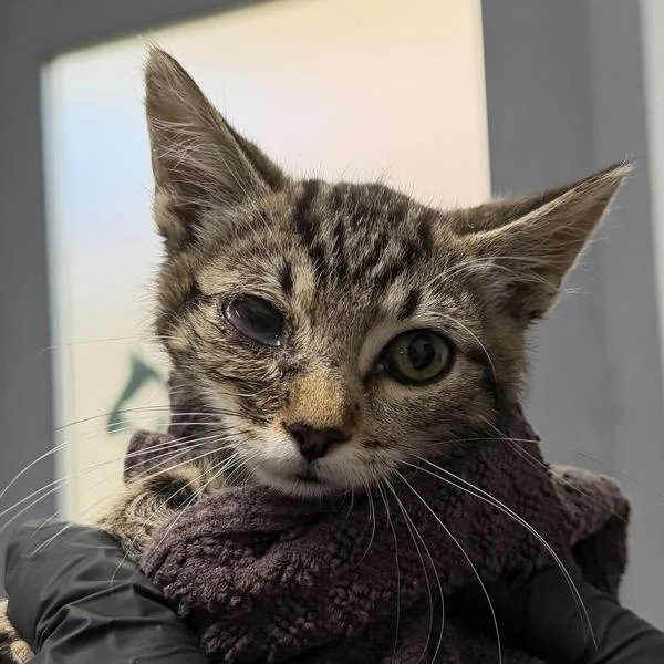 A baby small-sized male Domestic Short Hair cat named Forrest for adoption in San Diego, CA