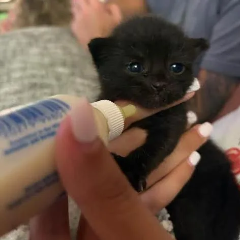 A baby small-sized female Black Domestic Short Hair cat named Sweet Pea for adoption in Oceanside, NY