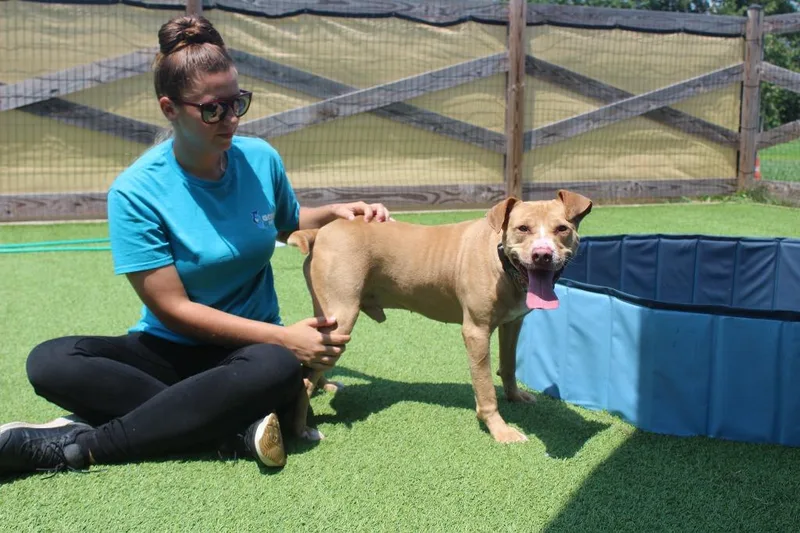 An adult medium-sized male Red / Chestnut / Orange Pit Bull Terrier dog named Oatie for adoption in Chestertown, MD