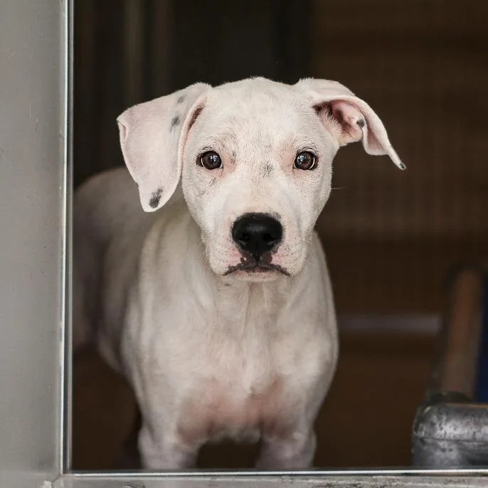 A baby medium-sized male White / Cream Mixed Breed dog named Steve for adoption in Bradenton, FL