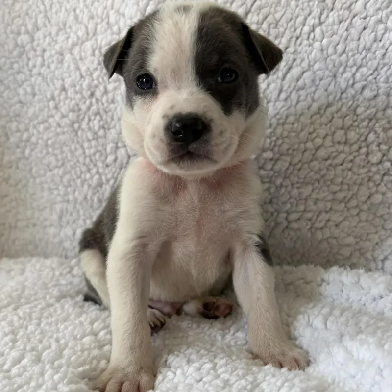 A baby medium-sized male Labrador Retriever dog named October for adoption in Carmel, NY