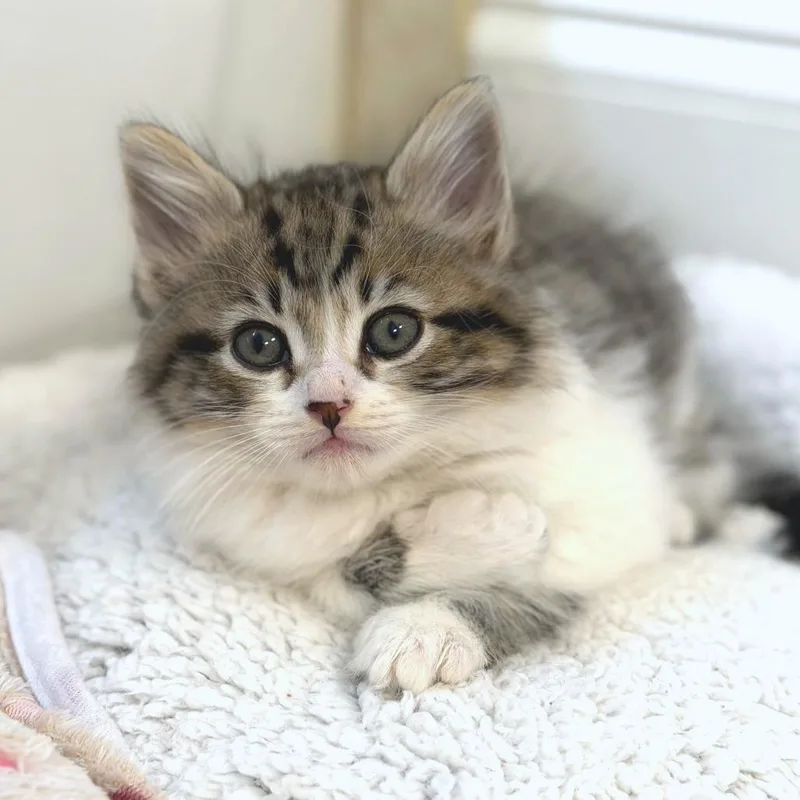 A baby small-sized male White Domestic Long Hair cat named Jamie Tartt for adoption in Greensboro, GA