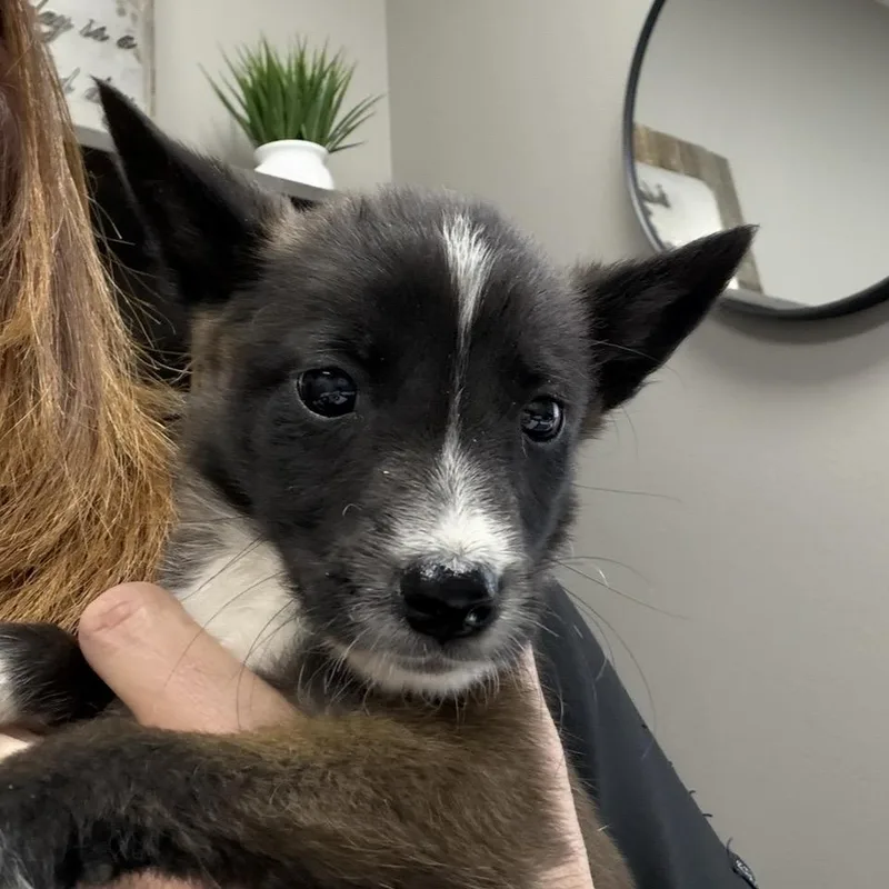 A baby medium-sized male Brown / Chocolate Mixed Breed dog named Beethoven for adoption in Midland, TX