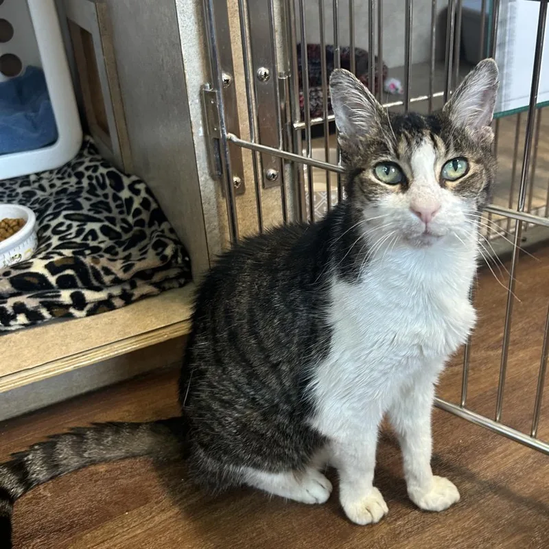 A senior medium-sized female Brown / Chocolate Domestic Short Hair cat named Queen Latifa for adoption in Port Richey, FL