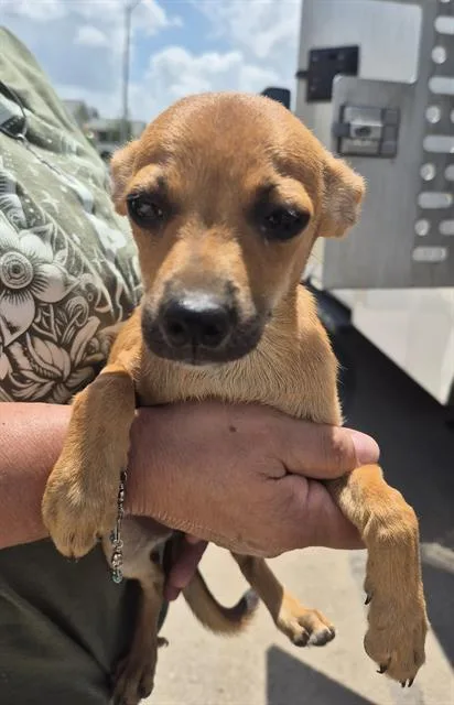 A baby small-sized female Chihuahua dog named Leia for adoption in San Antonio, TX
