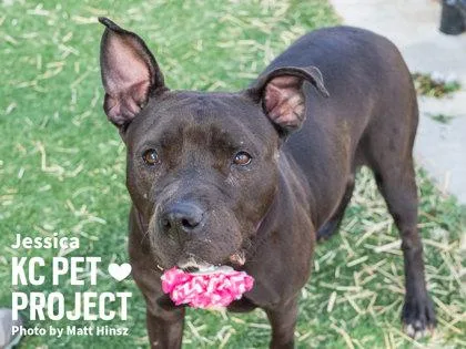 An adult large-sized female Black Pit Bull Terrier dog named Jessica for adoption in Kansas City, MO