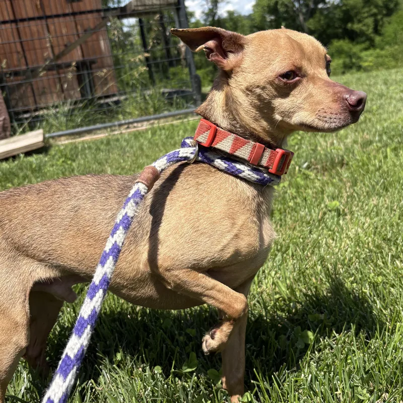 An adult small-sized male Yellow / Tan / Blond / Fawn Chihuahua dog named Captain John for adoption in Amsterdam, NY