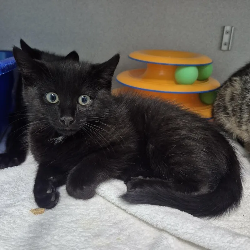 A baby small-sized male Black Domestic Short Hair cat named Gallon for adoption in Newark, NJ