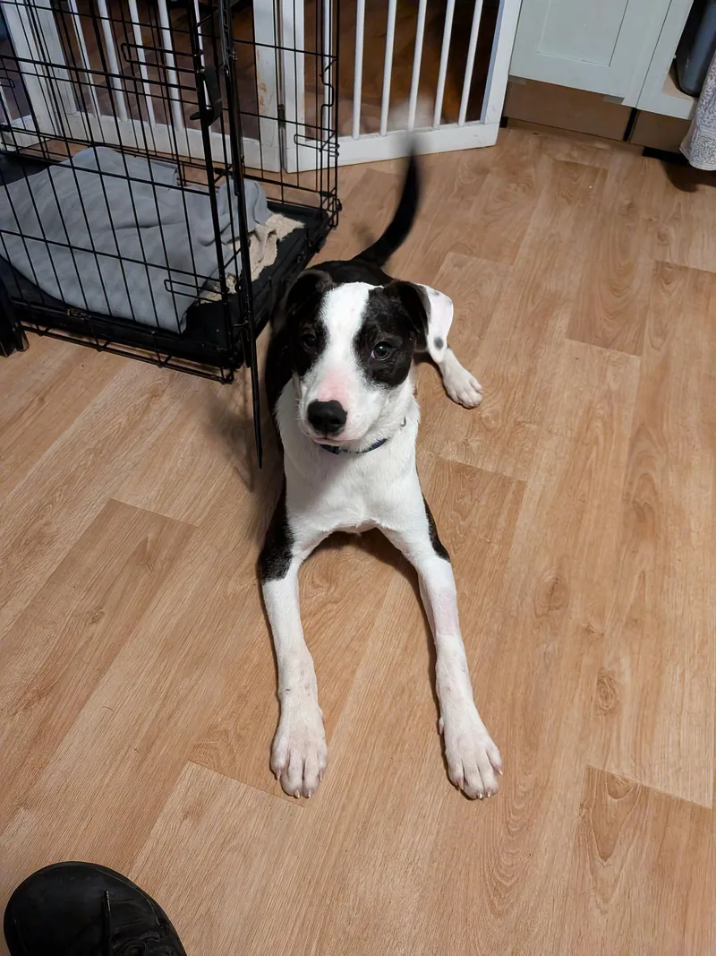 A young medium-sized male Terrier dog named F for adoption in Newport, KY