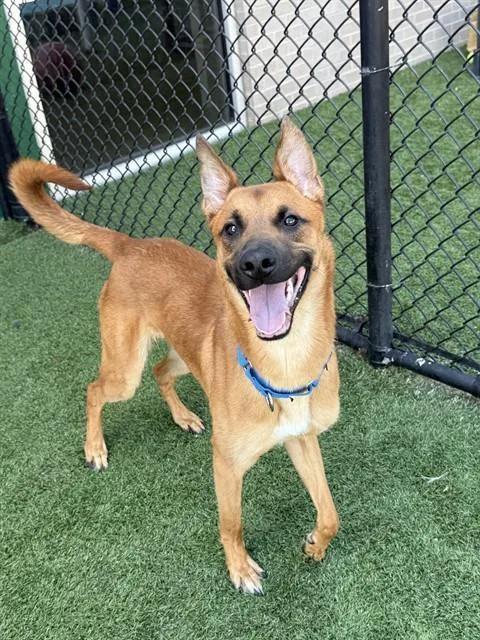 An adult large-sized male Mixed Breed dog named King for adoption in Dallas, TX
