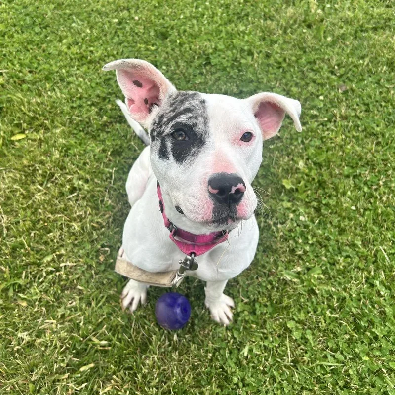 A young medium-sized female White / Cream Pit Bull Terrier dog named Koza for adoption in Uniontown, PA