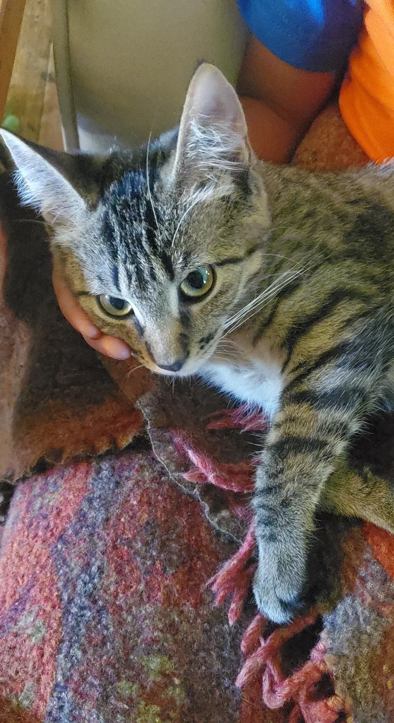A baby medium-sized female Tabby (Buff / Tan / Fawn) Domestic Short Hair cat named Panzon for adoption in Stockholm, WI