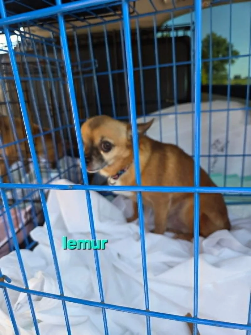 Little Man thumbnail 2