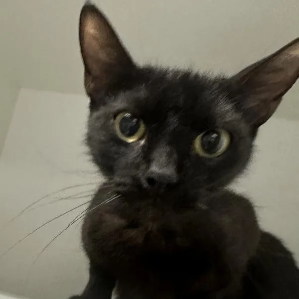 A young small-sized female Domestic Short Hair cat named Raven for adoption in Walnut Creek, CA