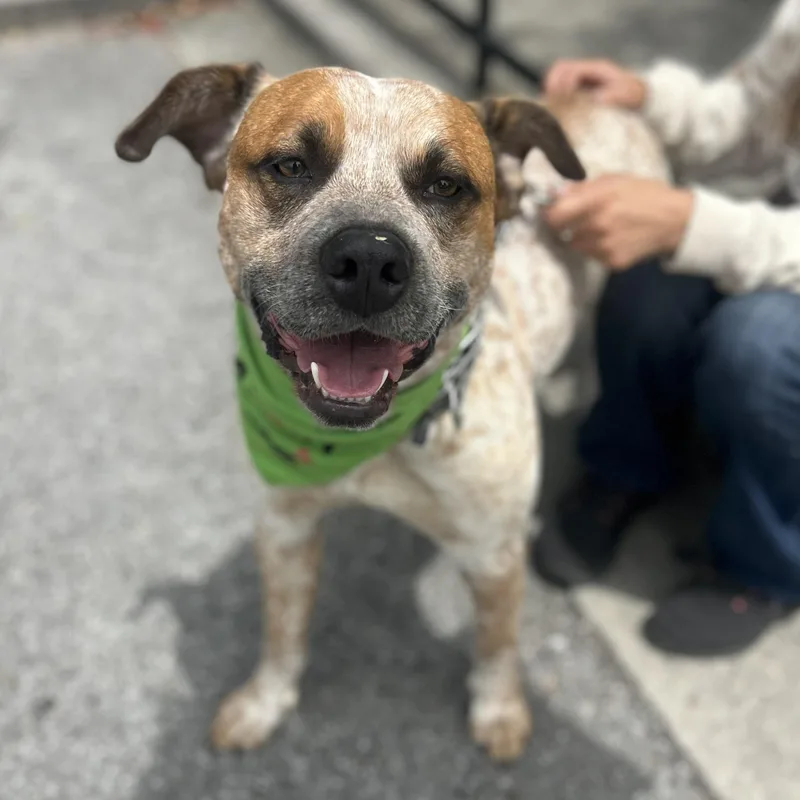 An adult medium-sized male White / Cream Australian Cattle Dog / Blue Heeler dog named Bluey for adoption in Andover, MA