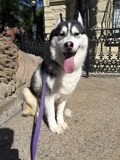 A young medium-sized female Husky dog named Rhaena for adoption in Boston, MA