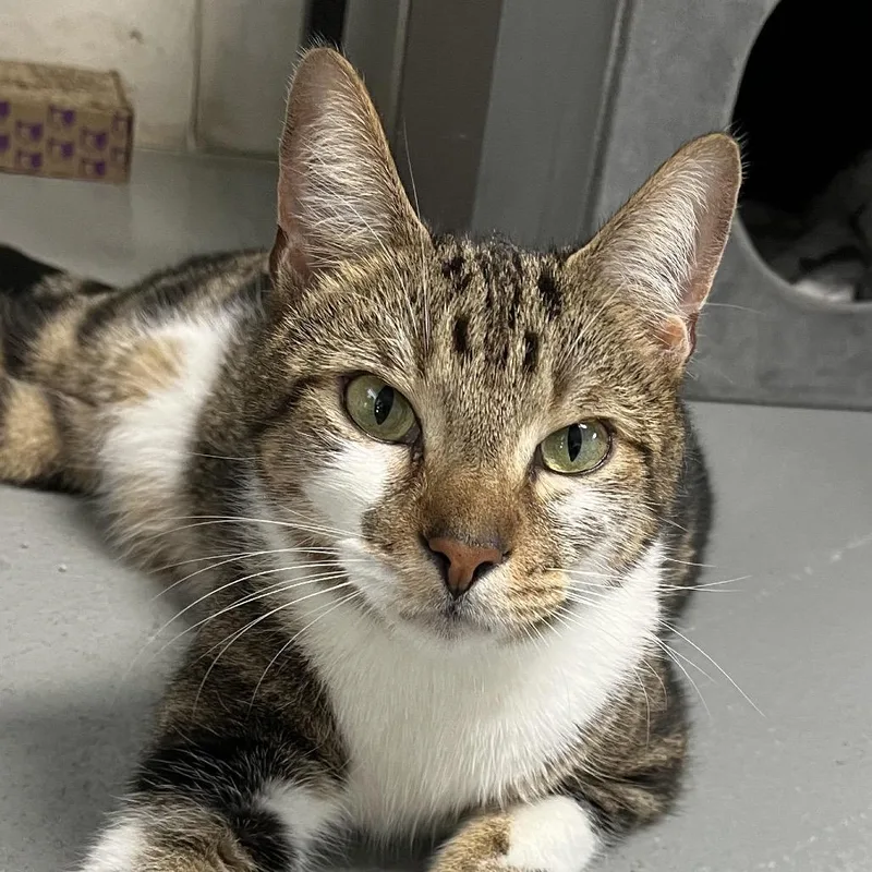 An adult large-sized male Brown / Chocolate Domestic Short Hair cat named Sora for adoption in Sarasota, FL