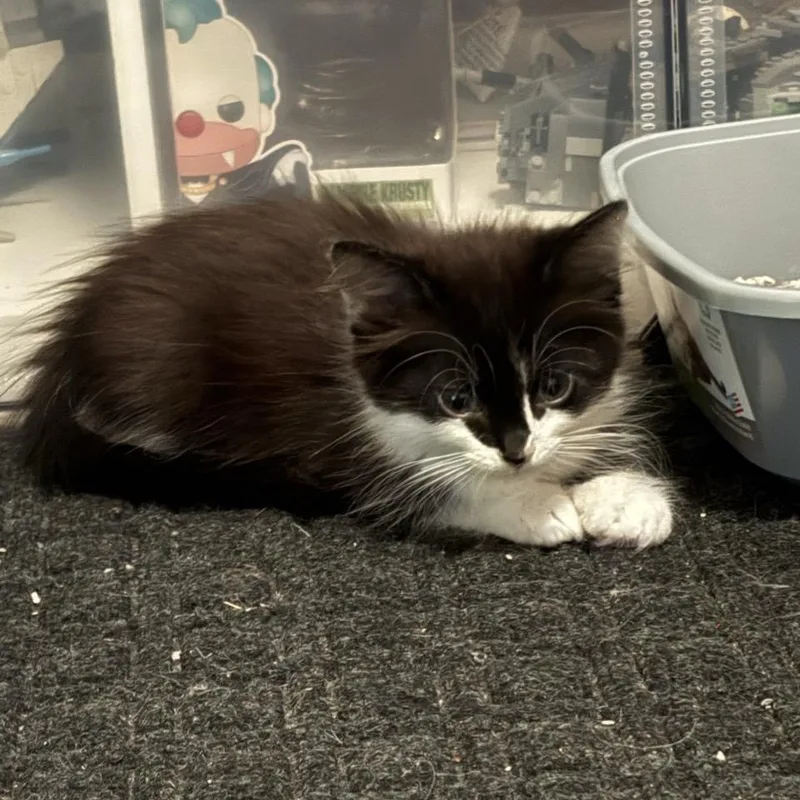 A baby small-sized female Domestic Medium Hair cat named Outside for adoption in Westminster, CA