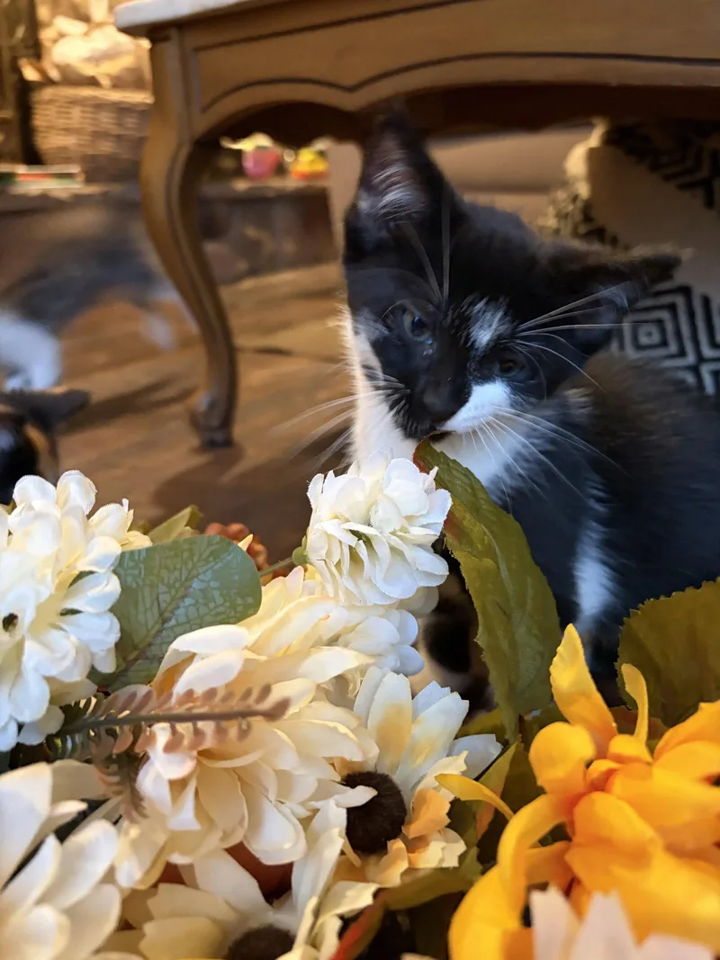 A baby small-sized female Black & White / Tuxedo Domestic Short Hair cat named C Litter Io for adoption in Livonia, MI