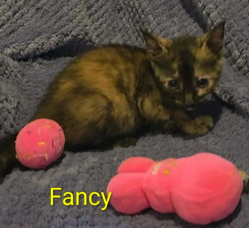 A baby small-sized female Calico cat named Fancy for adoption in Shrewsbury, MA