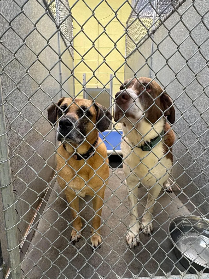 An adult large-sized male Labrador Retriever dog named Zeara for adoption in Crystal, MN