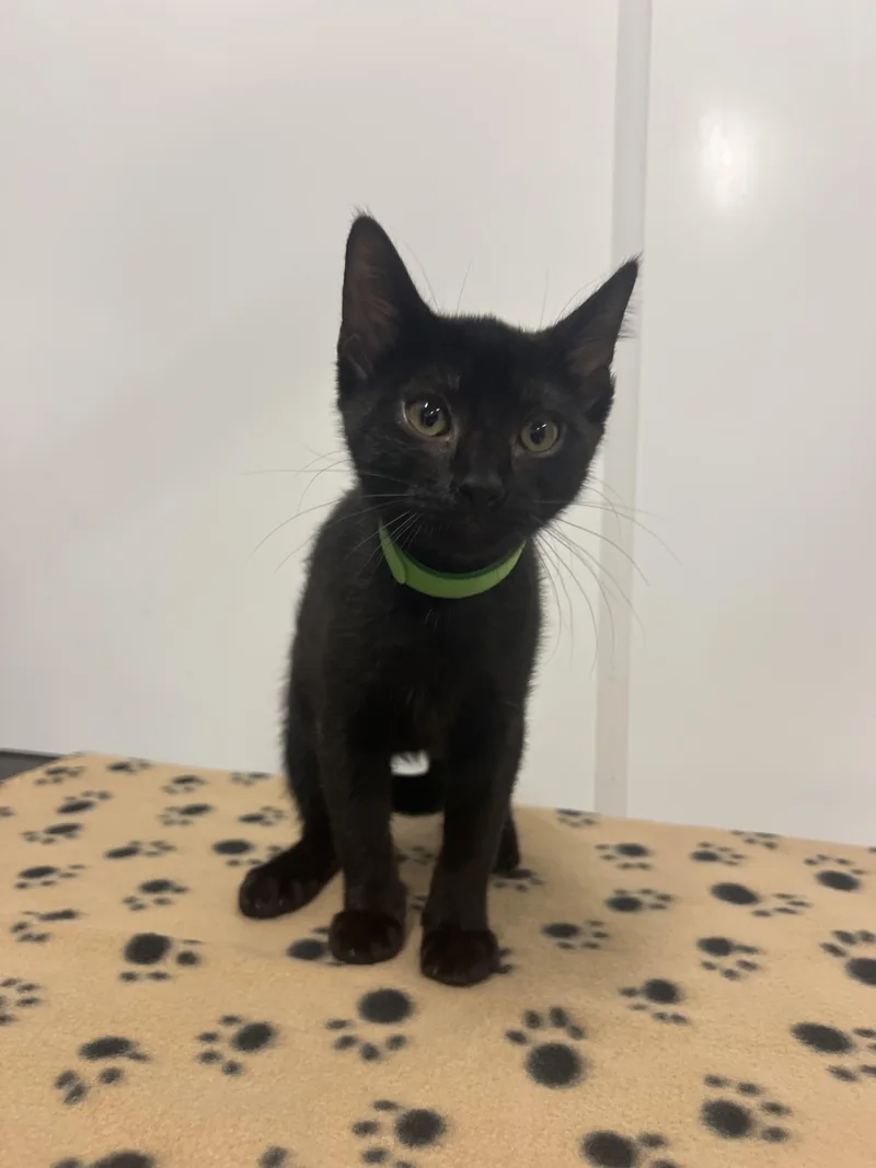A baby small-sized female Domestic Short Hair cat named Jilly for adoption in Chico, CA