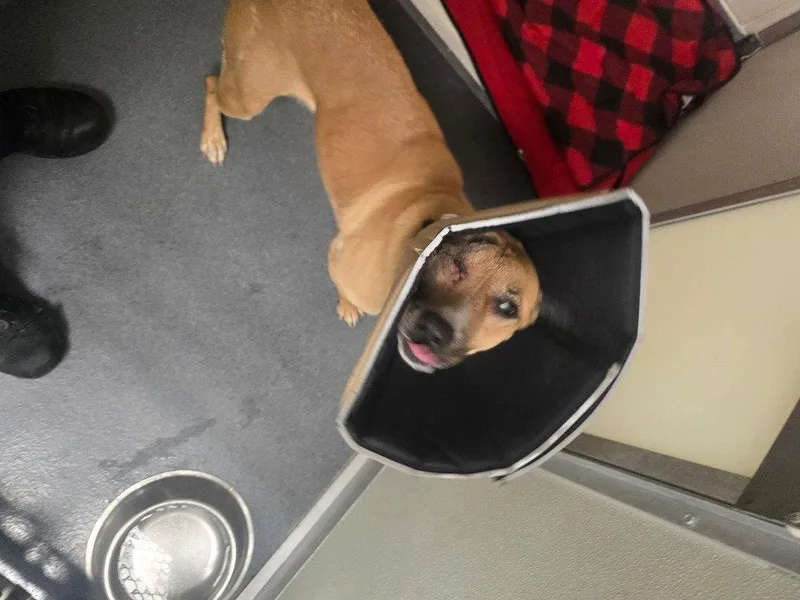 A young medium-sized female Terrier dog named Pr Rica for adoption in Glen Allen, VA