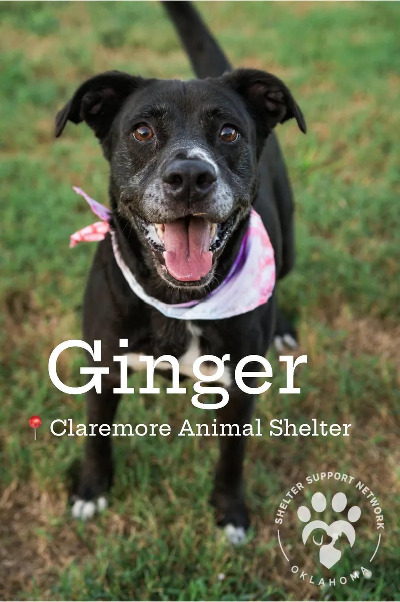 Ginger