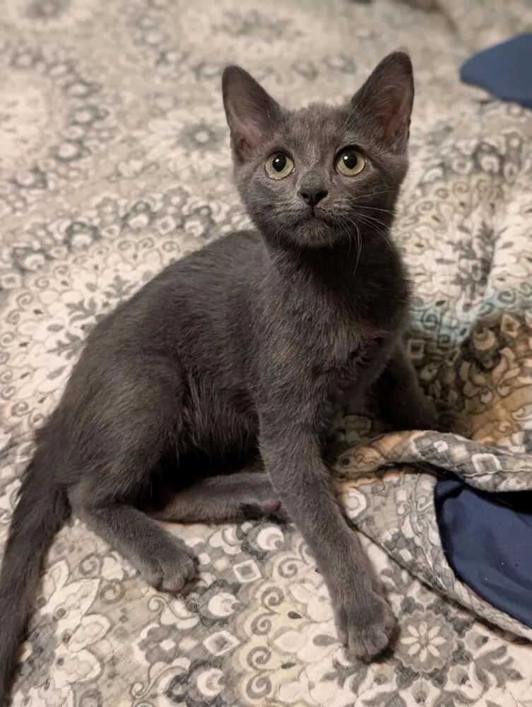 A baby small-sized male Domestic Short Hair cat named Jumping Jack NC for adoption in Dallas, TX