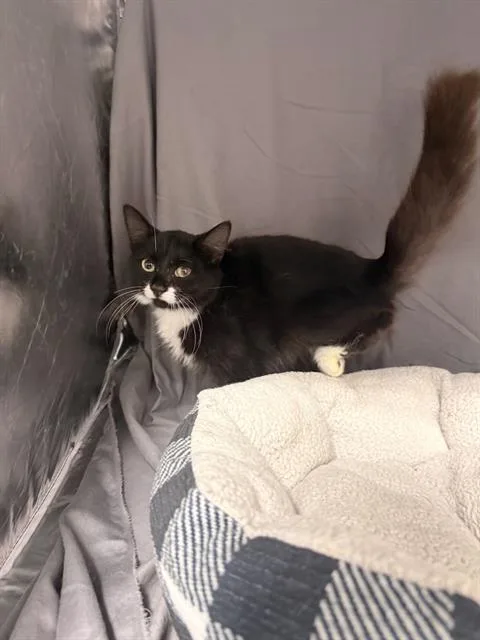 An adult small-sized male Domestic Short Hair cat named Timber for adoption in Appling, GA