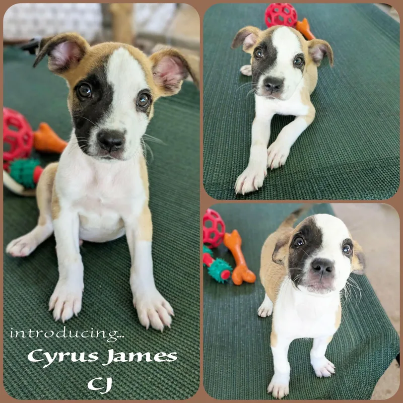 Cyrus James 'CJ' thumbnail 2