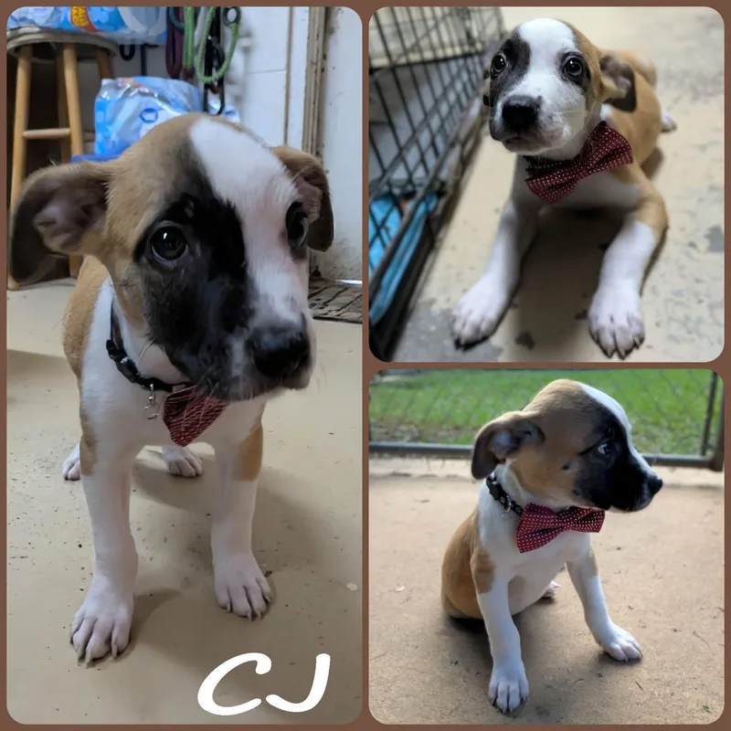 Cyrus James 'CJ' thumbnail 3