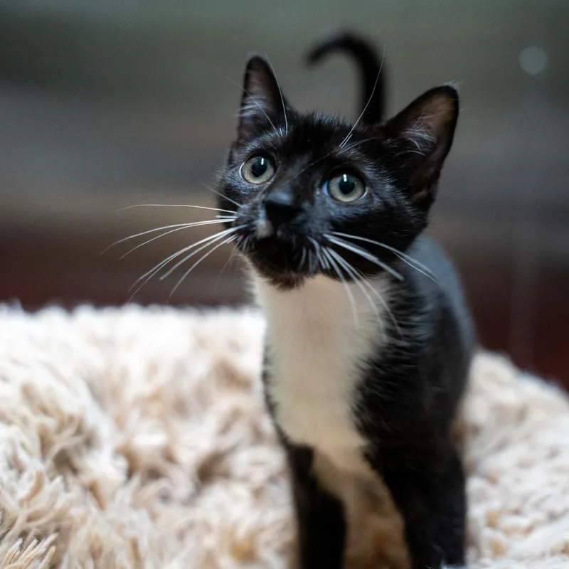 Isabella