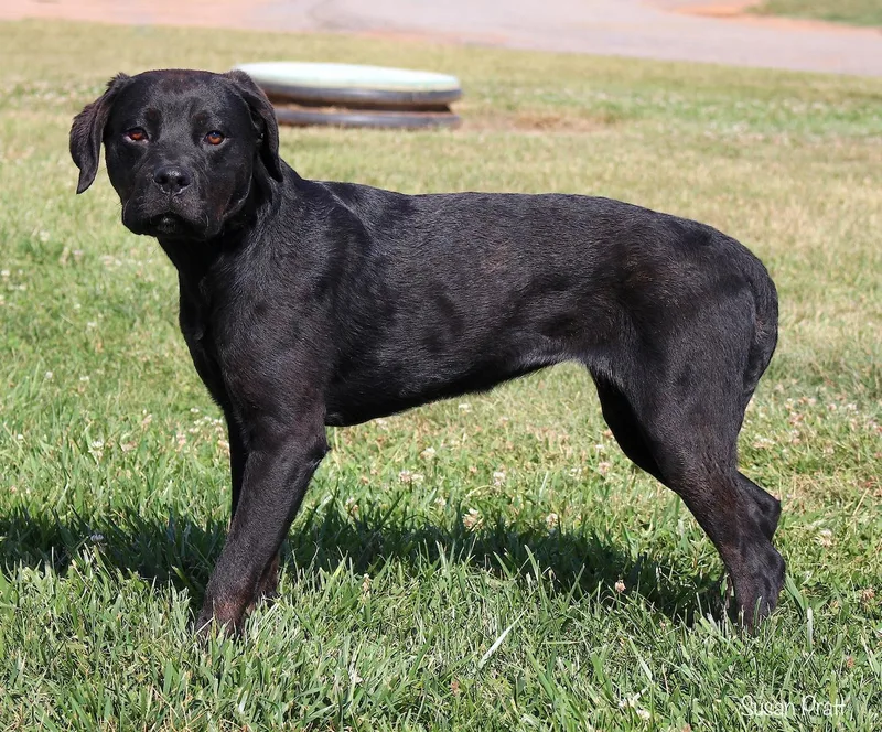 An adult medium-sized female Black Labrador Retriever dog named Gin for adoption in Bedford, VA