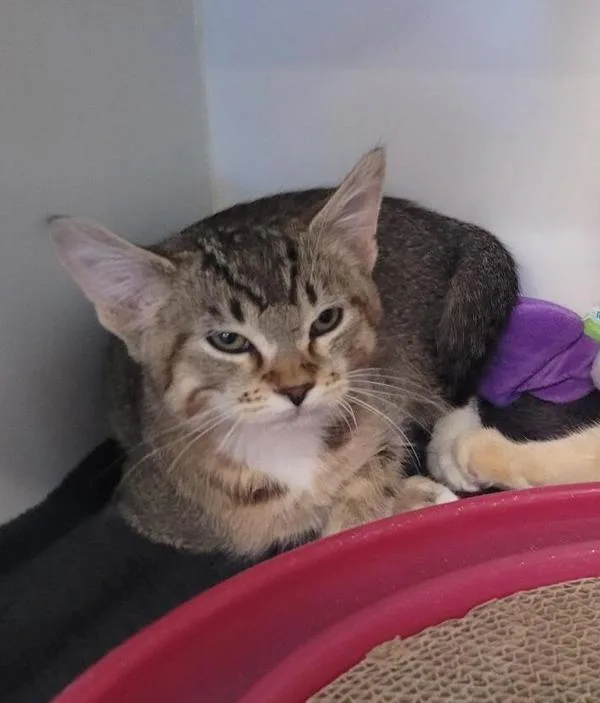 A baby small-sized male Domestic Short Hair cat named Eddie Wolfgang Munster for adoption in El Cajon, CA