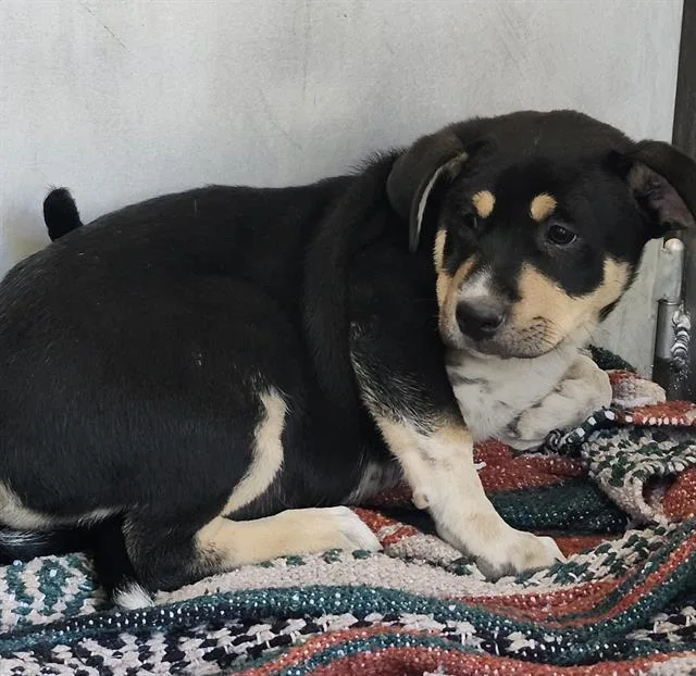 A baby small-sized female Labrador Retriever dog named Hera for adoption in San Antonio, TX