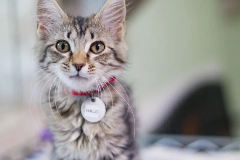 A baby medium-sized female Domestic Long Hair cat named Halo for adoption in Hot Springs, AR