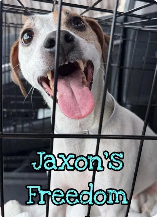 Jaxon Dd thumbnail 2