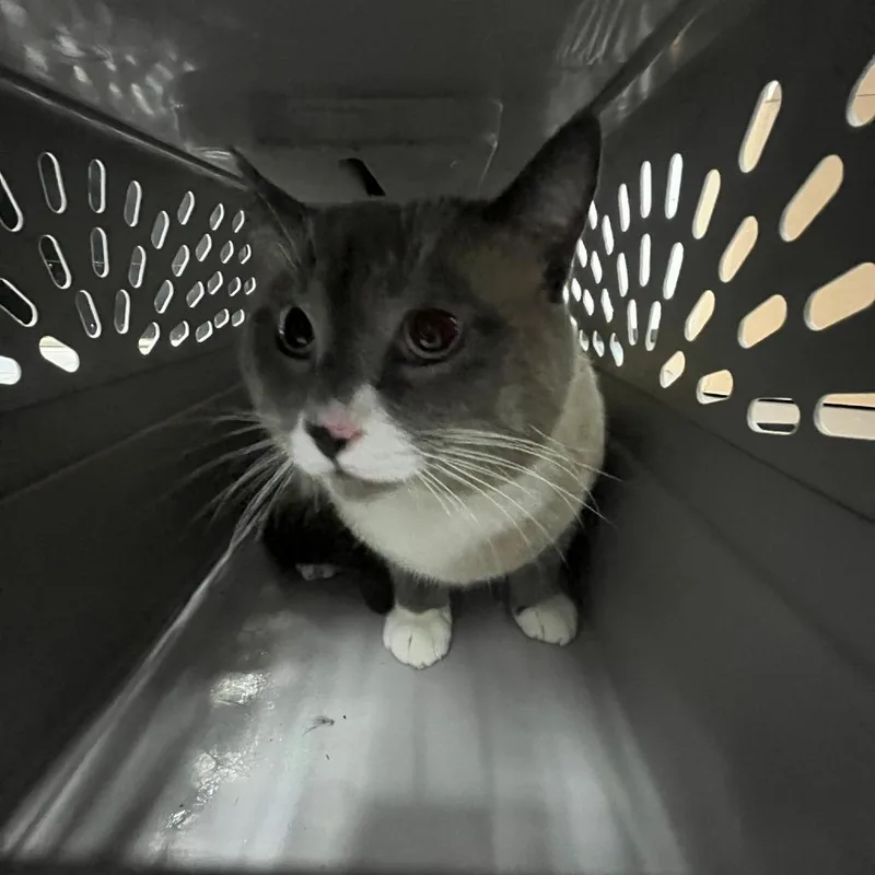 A baby large-sized male Gray / Blue / Silver Domestic Short Hair cat named Bolder for adoption in Newark, NJ