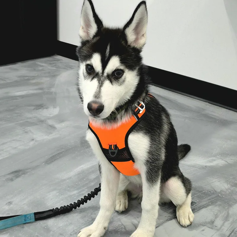 A baby medium-sized male White / Cream Siberian Husky dog named Denali for adoption in Studio City, CA