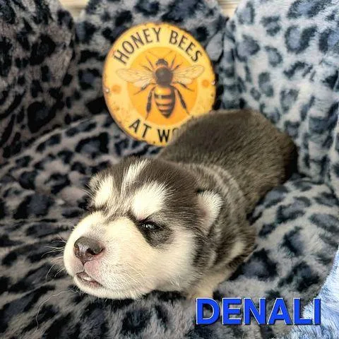Denali thumbnail 5